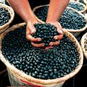 Acai Berry