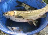 Fresh From Fish Farm
