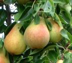 Pear Crisp
