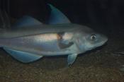 Finnan Haddock