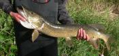 Sauteed Wall Eyed Pike