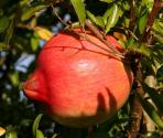 Pomegranate Fizz