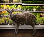 Wild Creatures Go 'shopping' In Supermarkets
