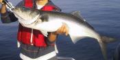 Ginger Marinated Bluefish 