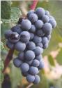 Grape Varieties