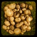 Cute Potato Song