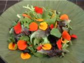 Pretty Nasturtium Salad
