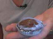Homemade Reese's Peanut Butter Cup