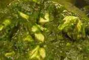 Phithod Ka Saag