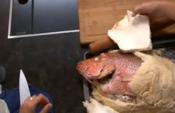 Salt Crusted Baked Red Snapper 
