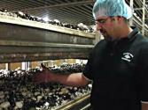 Mushroom Farm Lingo - Second Break