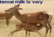 Facts About Drinking Milk