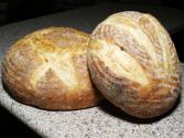 Sourdough Starter 