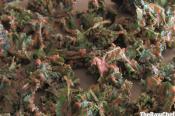 Raw Food : Spicy Bbq Kale Chips