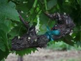 Spring Vineyard Shoot Thinning (the Journey Blog 6.10.10)