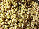 How To Sprout Buckwheat Oats And Sunflower Seeds 