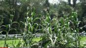 Sweet Corn Blow Down 