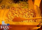 Pecan And Cream Buttery Caramels - Part 1 - Preparing Pecans