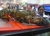 The 40 Year Old Giant Lobster