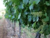 The Talking Grape: A Wine Country Tribute To The Honey Badger (narration Inspired By Randall)