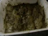 Baked Tilapia Fish Dinner