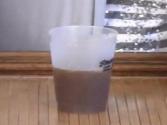 Trashiontini