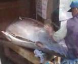 Cutting Tuna Fish