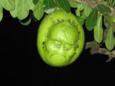 Ghost bottle gourd tree..