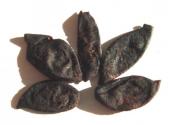 Kokum (Garcinia Indica)