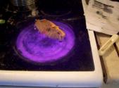 Grilled Cheese