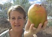 Use Mangos In Your Day To Day Diet For Optimum Health