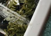 Uses Of Curry Leaves And Horderadish Powder