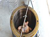 Whole Chicken In The Oil Free Cooker