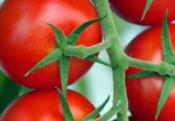 Fresh Packed Fruits And Vegetables