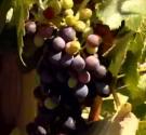 Wine Making In Cold Climates