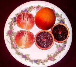 Blood Orange