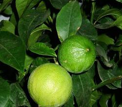 Bergamot Orange