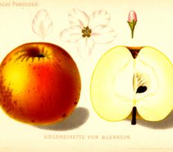 Blenheim Orange