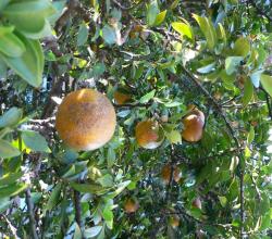 Citrus Aurantium Chinotto