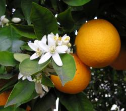 Orange Bloss