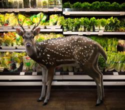 The Deer Looks Smitten