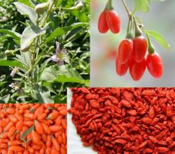 Goji Berry