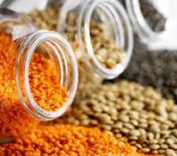 Lentils