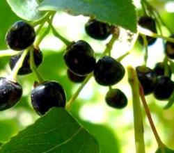 Maqui Berry