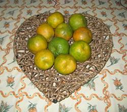 Nagpuri Orange