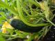 Oh No, It's Zucchini Time