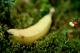 Todays Food Question - Banana Oil