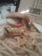 Dmanburger 
