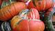Squash Time!