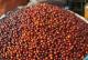 Juniper Berry